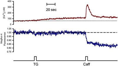 PKC Inhibits Sec61 Translocon-Mediated Sarcoplasmic Reticulum Ca2+ Leak in Smooth Muscle Cells